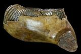 Woolly Mammoth Jaw Section - Germany #123609-3